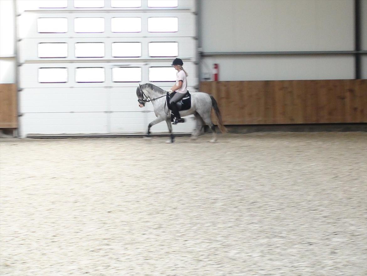 Welsh Pony (sec B) Bjerregårds Ivanhoe billede 7