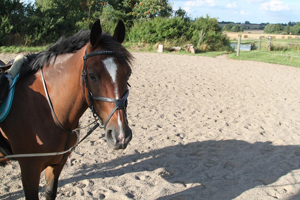 New Forest Shadow billede 1