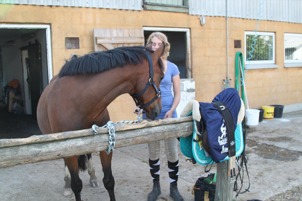 New Forest Shadow billede 2