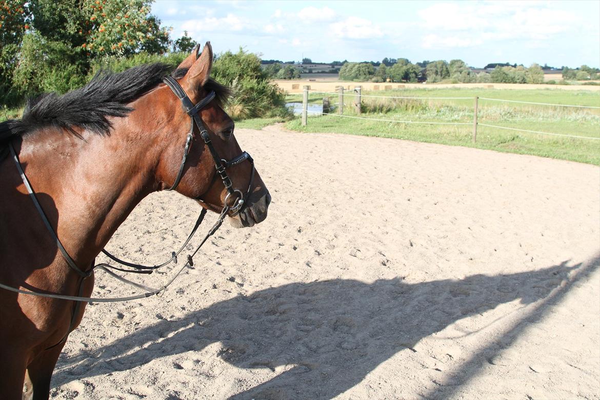 New Forest Shadow billede 3