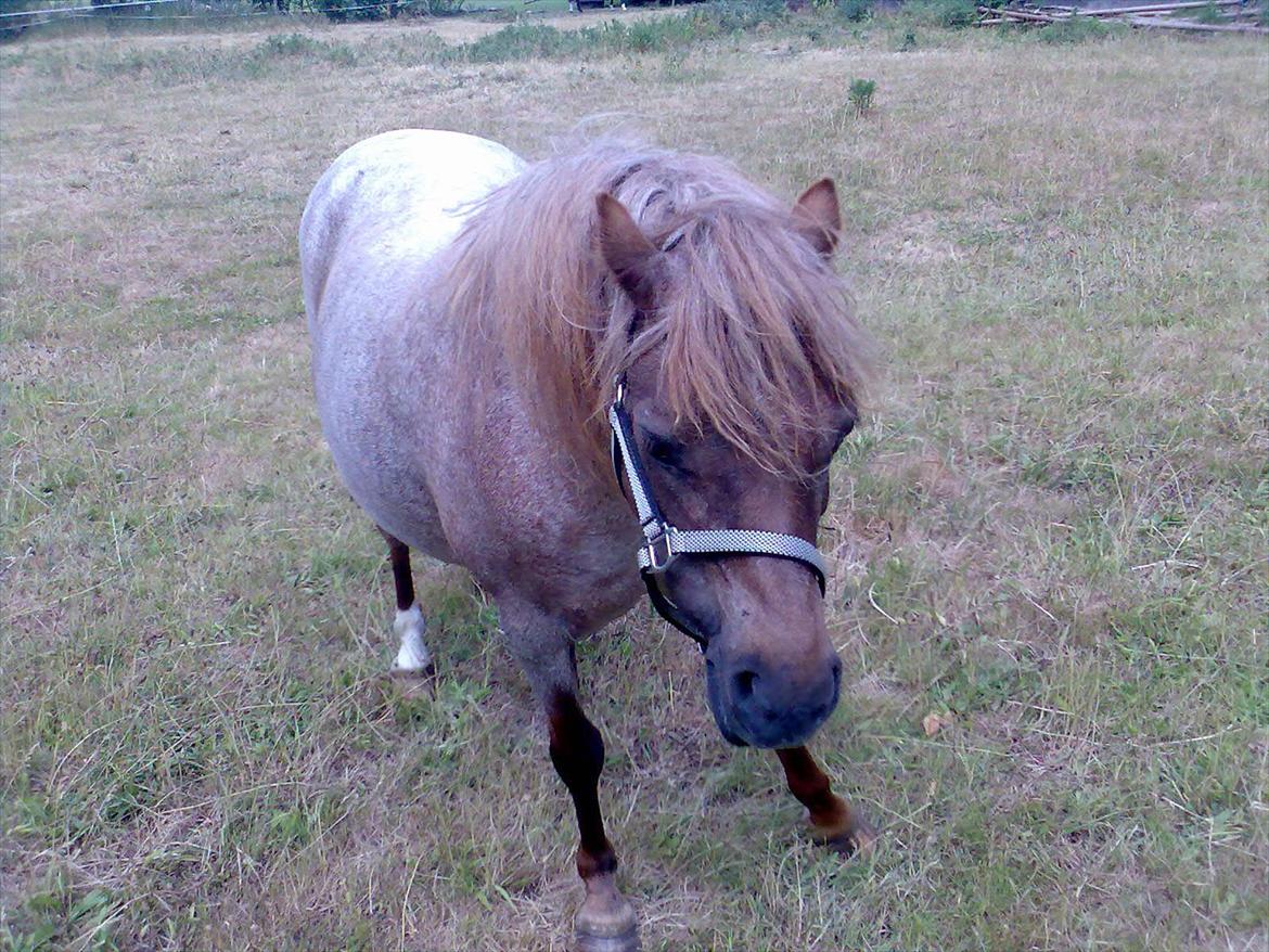 Anden særlig race Flika - aller første dag jeg havde hende jeg var bare glad for hende <3 <3 <3 <3  billede 5