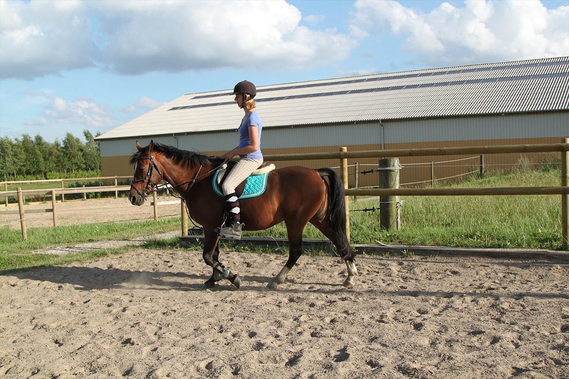 New Forest Shadow billede 4