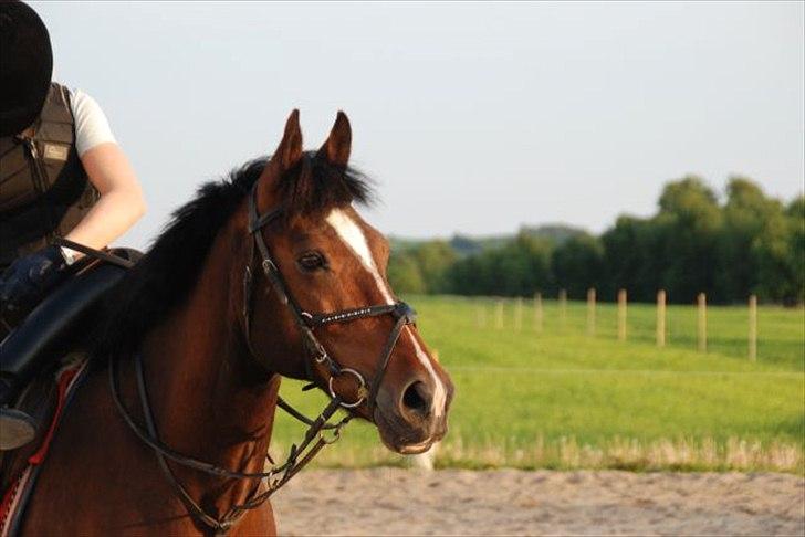 New Forest Shadow billede 5