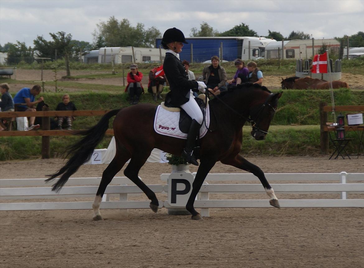 Welsh Partbred (Sec F) Bjerregårds Mozart billede 17