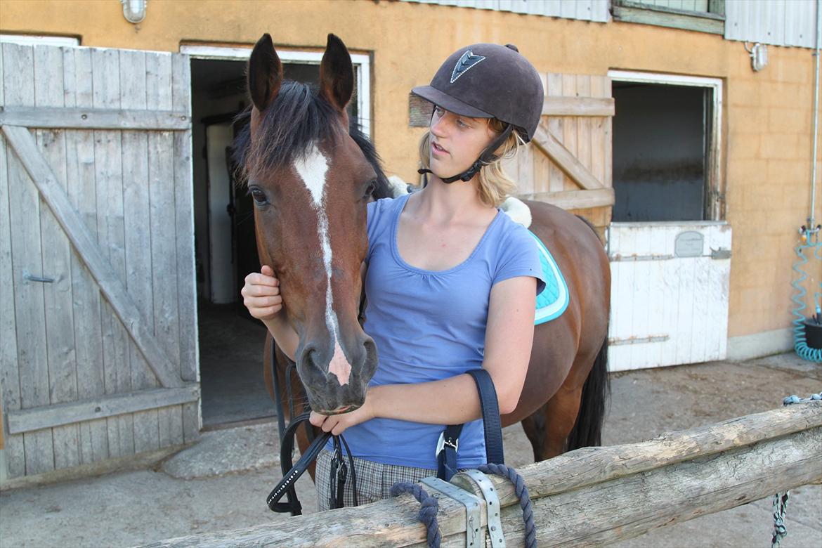 New Forest Shadow billede 6