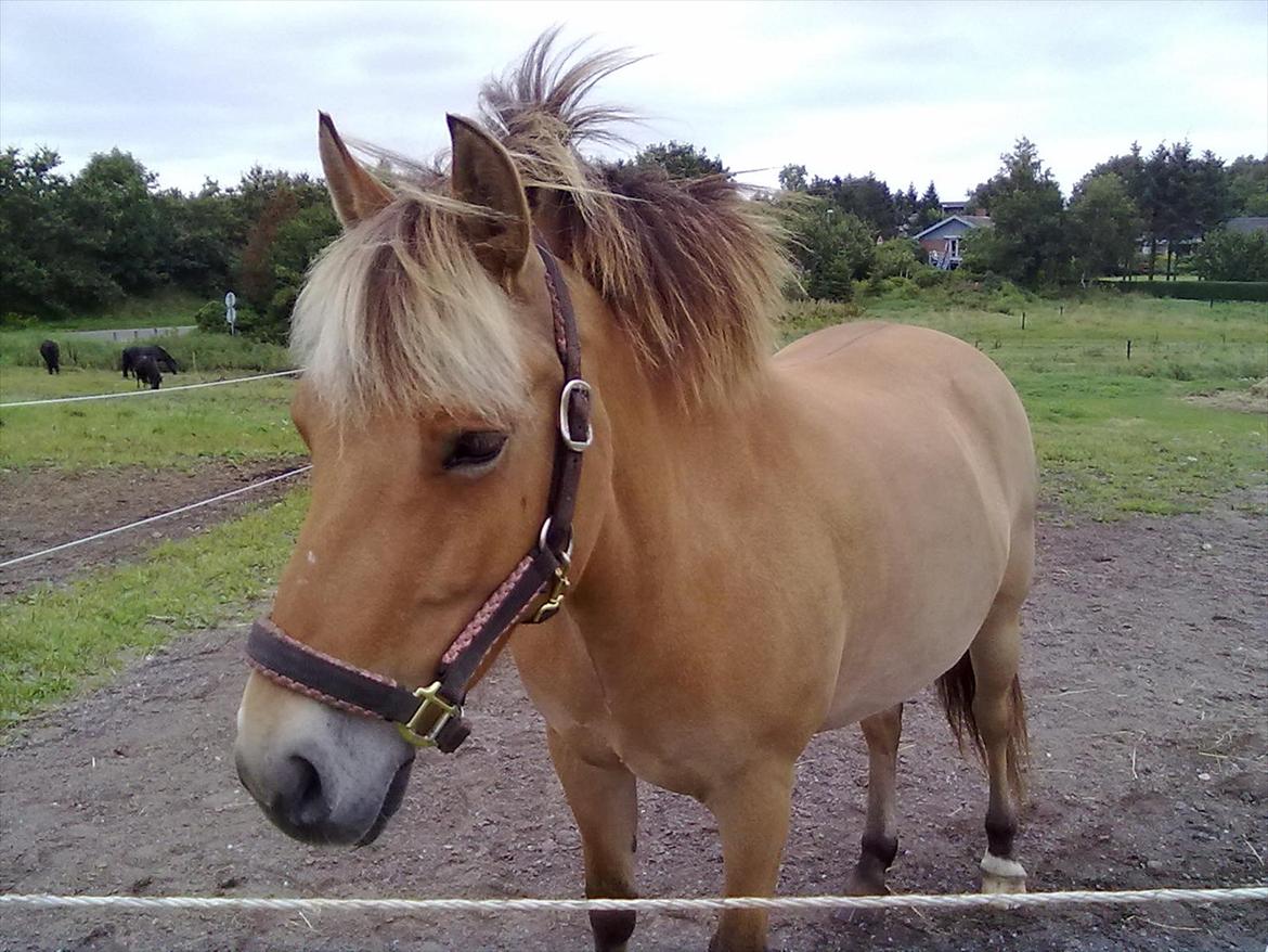 Anden særlig race Tøsne - Hun hygger sig på folden. billede 3