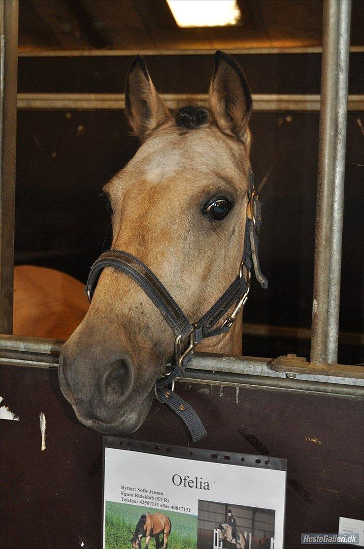 Anden særlig race Ofelia<3 - Vellkommen til Ofelia´s profil:)
ponyuge 2011 (foto amanda) billede 3