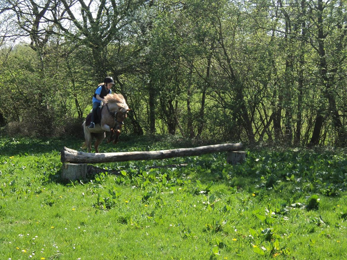 Anden særlig race Flika - den bedste pony i verden :) billede 7