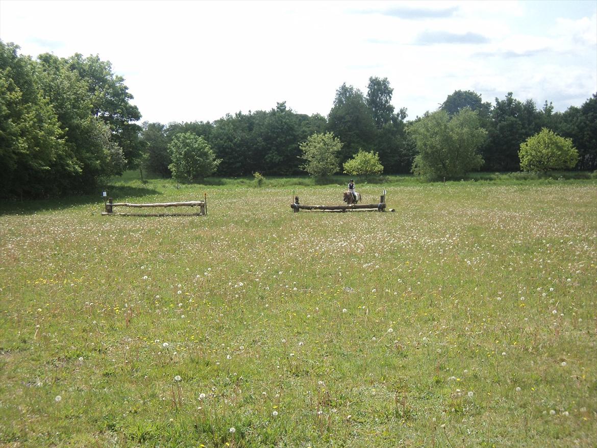 Anden særlig race Flika - til stævne i jordrup på military banen og så var det bare der ud af det nød hun <3 <3   billede 10