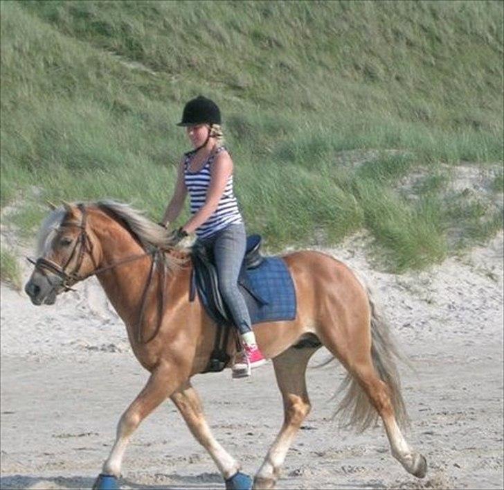 Haflinger Almbue D - Almbue D :)<3  billede 16