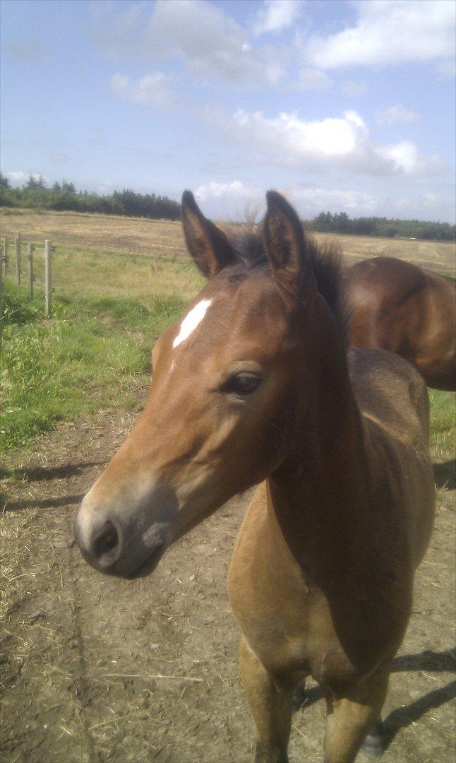 New Forest Vestergaards Cornetto  - Cornettos kønne hoved billede 1