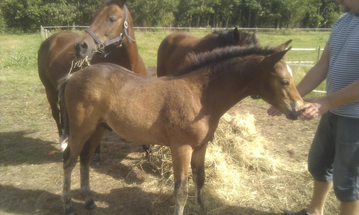 New Forest Vestergaards Cornetto  - Mor og storesøster i baggrunden billede 2