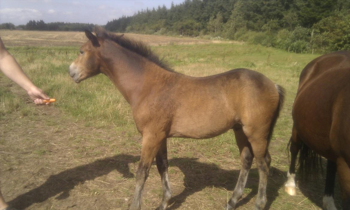 New Forest Vestergaards Cornetto  - Elsker gulerødder billede 3
