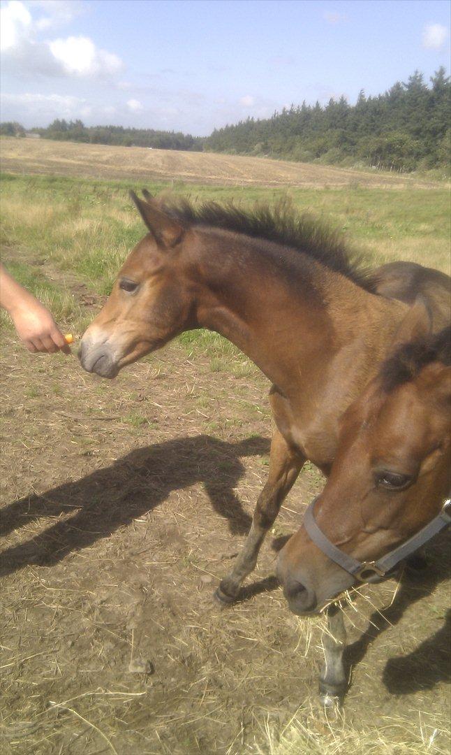 New Forest Vestergaards Cornetto  billede 4