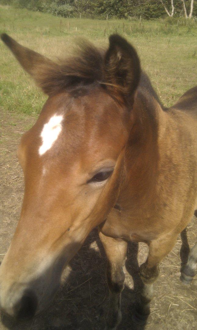 New Forest Vestergaards Cornetto  billede 5