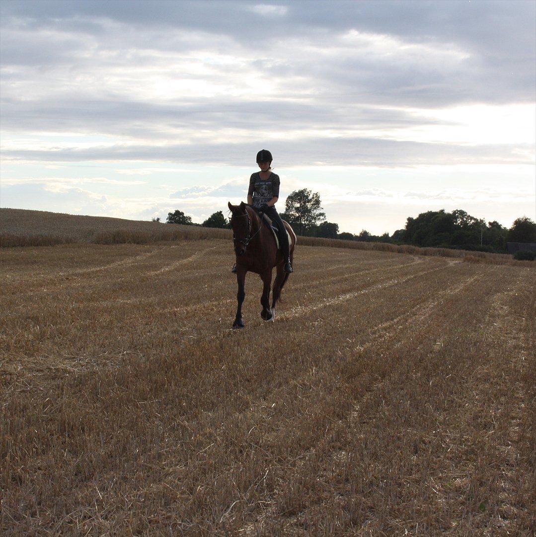 Traver Gismo Silk billede 13