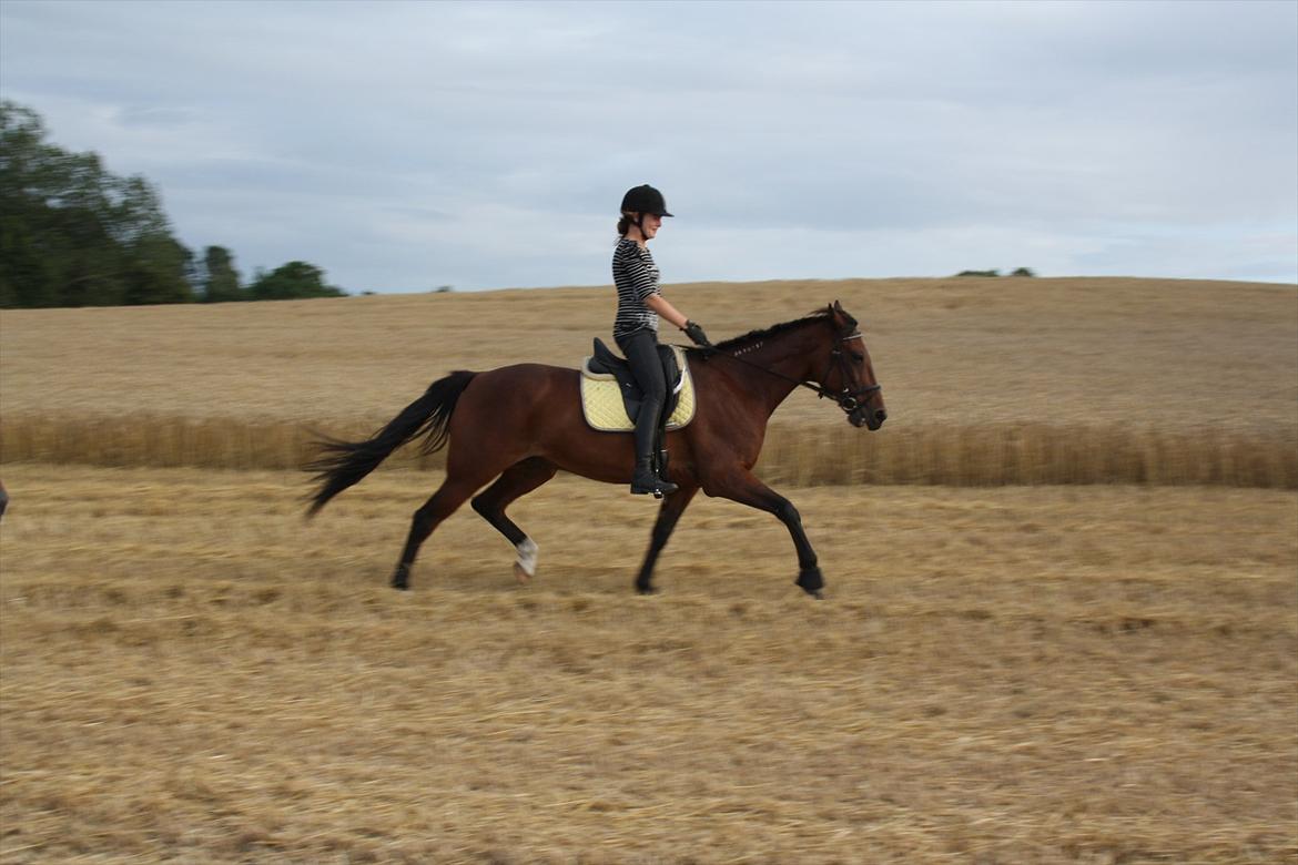 Traver Gismo Silk billede 14