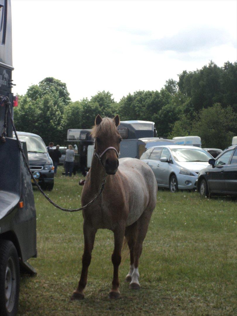 Anden særlig race Flika - verdens smukkeste og bedste pony bedre en man kan tøre drømme om 
<3 LOVE YOU FLIX DE LUX <3
 4 EVER
 billede 13