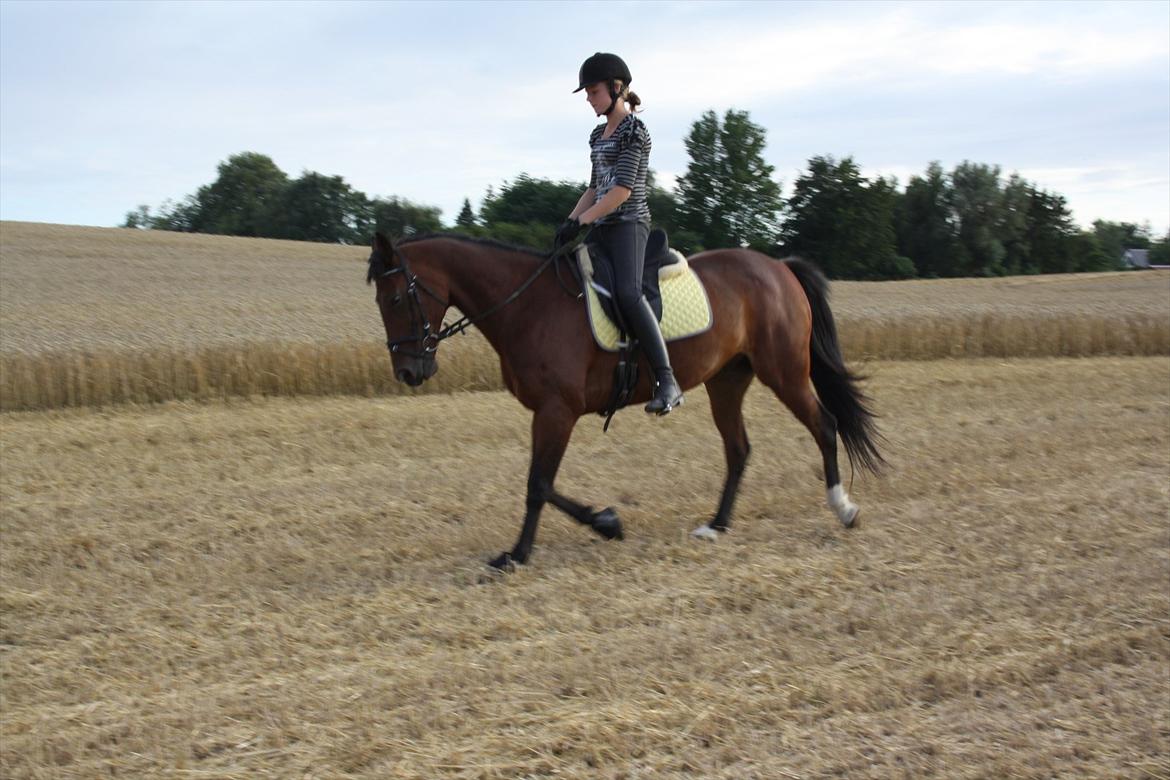 Traver Gismo Silk billede 15