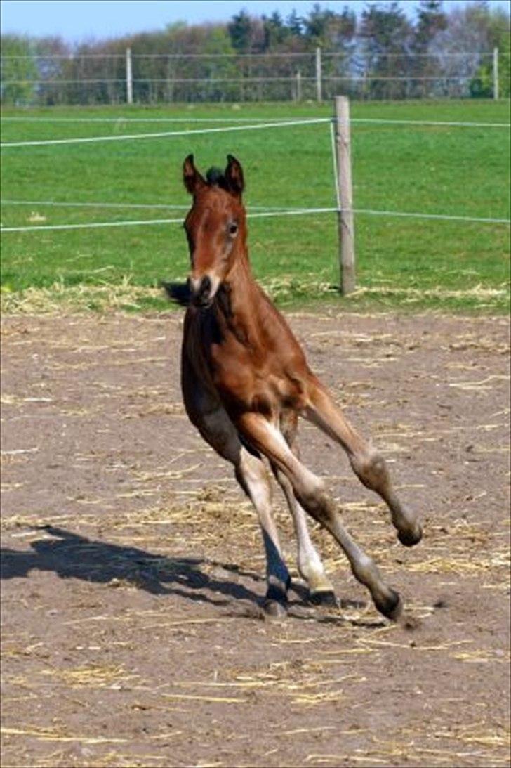 Dansk Varmblod Elversøes Eminent billede 1