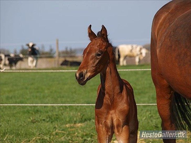 Dansk Varmblod Elversøes Eminent billede 2