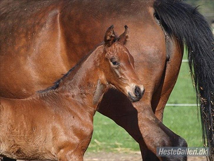 Dansk Varmblod Elversøes Eminent billede 3