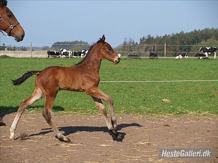 Dansk Varmblod Elversøes Eminent billede 4