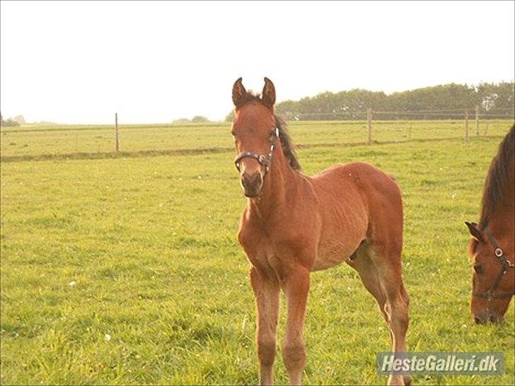 Dansk Varmblod Elversøes Eminent billede 5