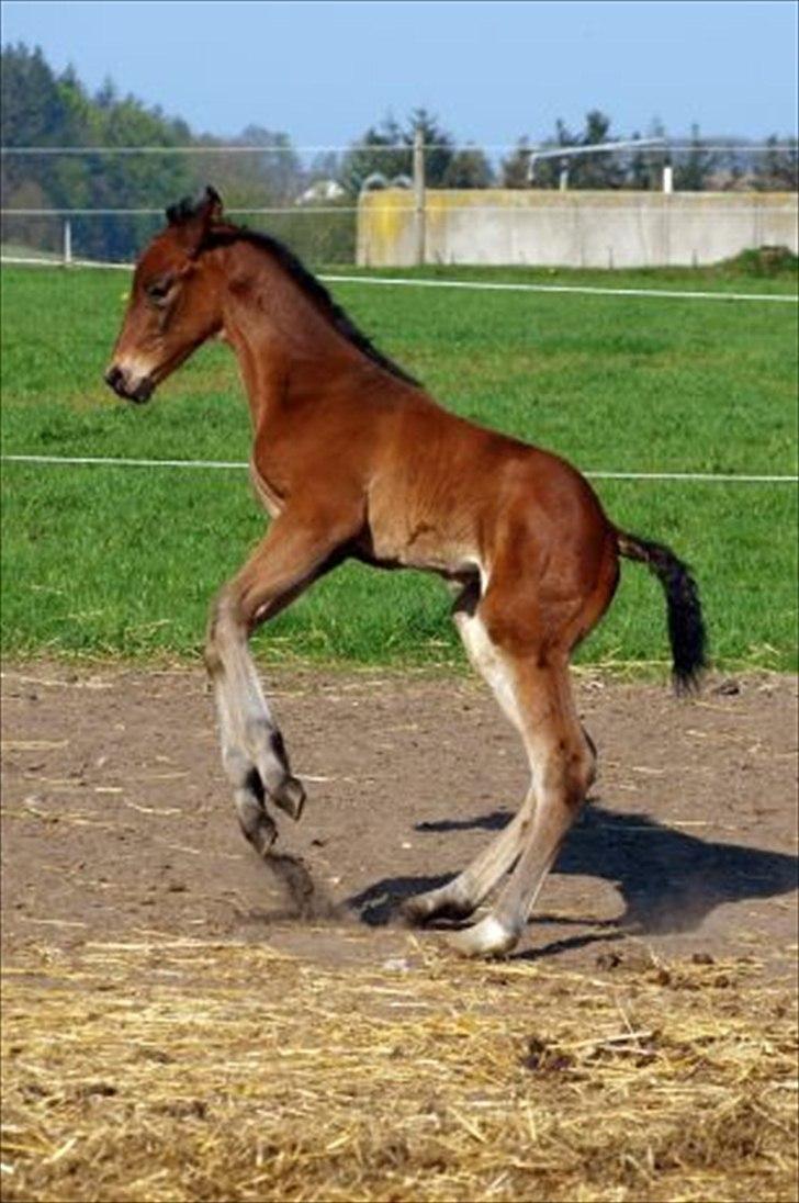 Dansk Varmblod Elversøes Eminent billede 6
