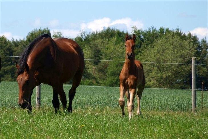 Dansk Varmblod Elversøes Eminent billede 8