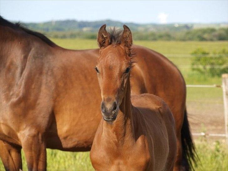 Dansk Varmblod Elversøes Eminent billede 9