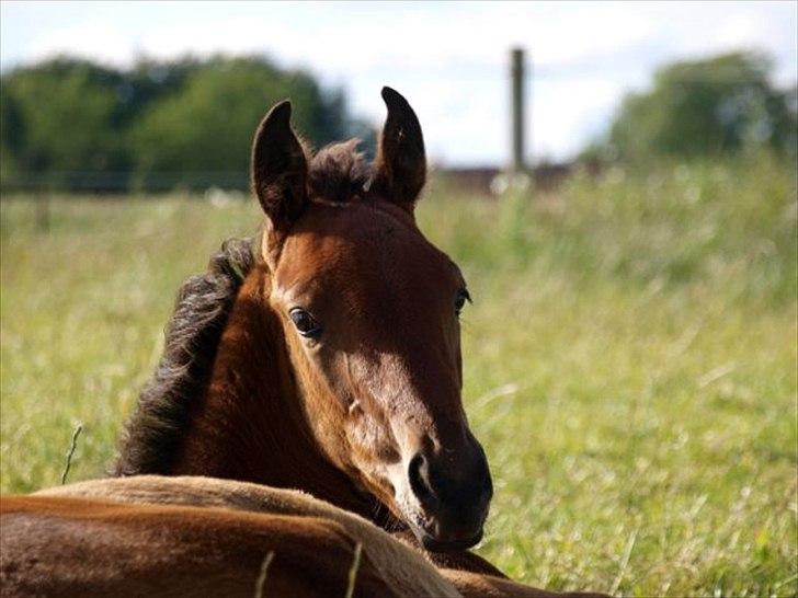 Dansk Varmblod Elversøes Eminent - Juni billede 10