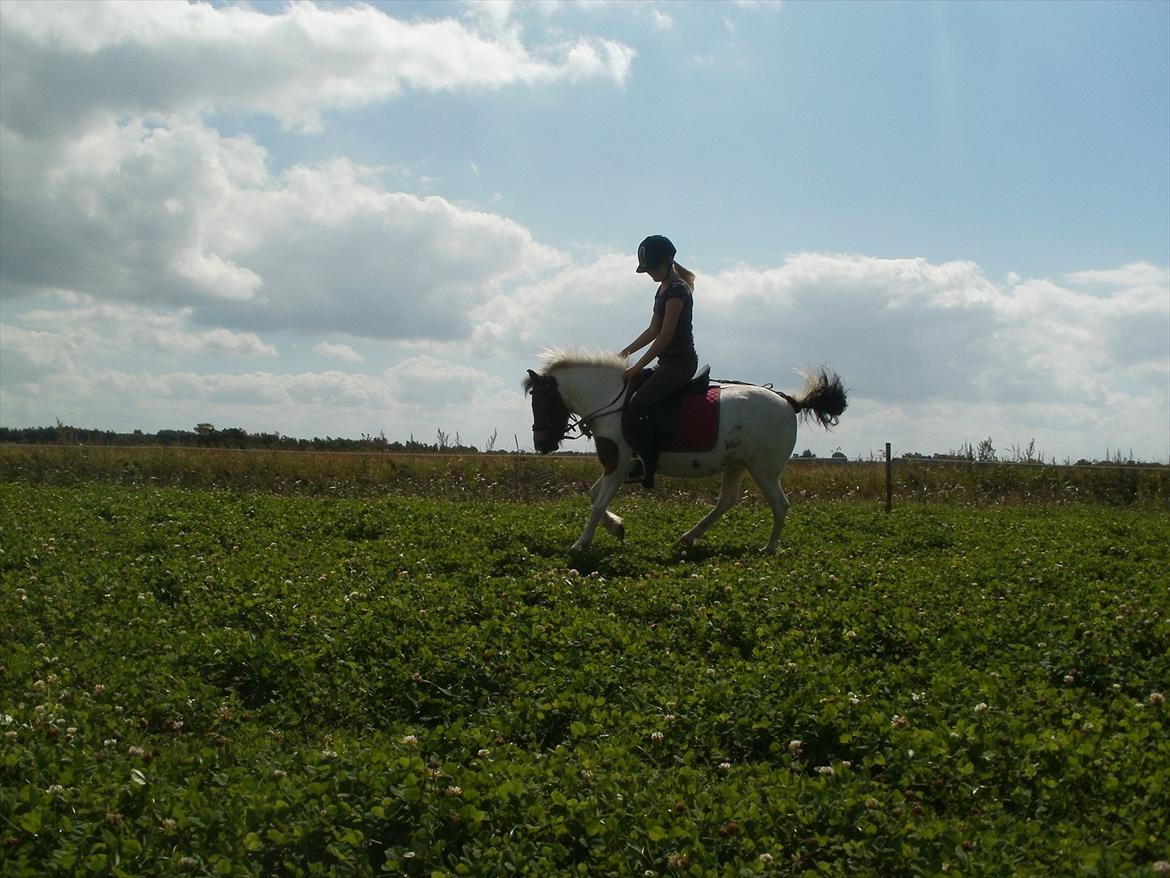 Anden særlig race KIKI BABY - En dejlig ridetur på min guldklump! :) billede 11