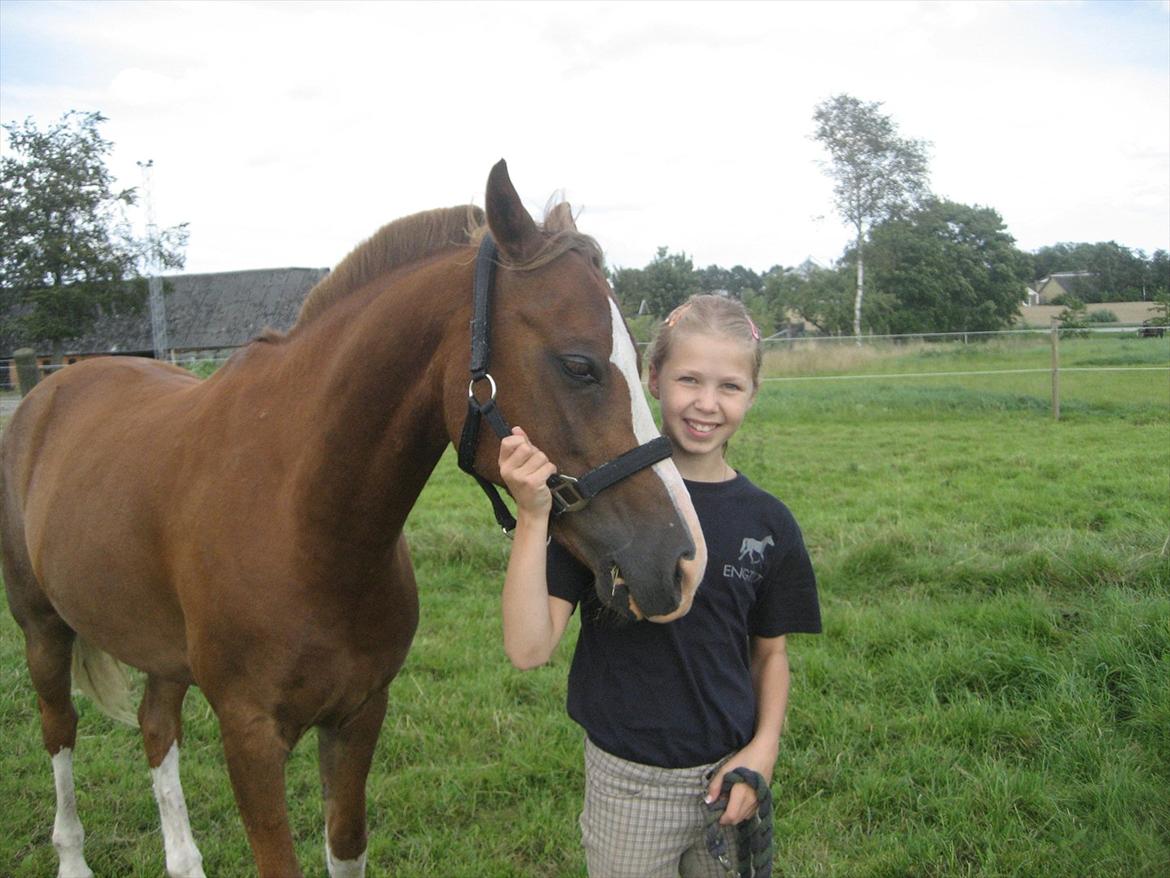 Hollandsk Sportspony Jupeter *SOLGT* billede 8