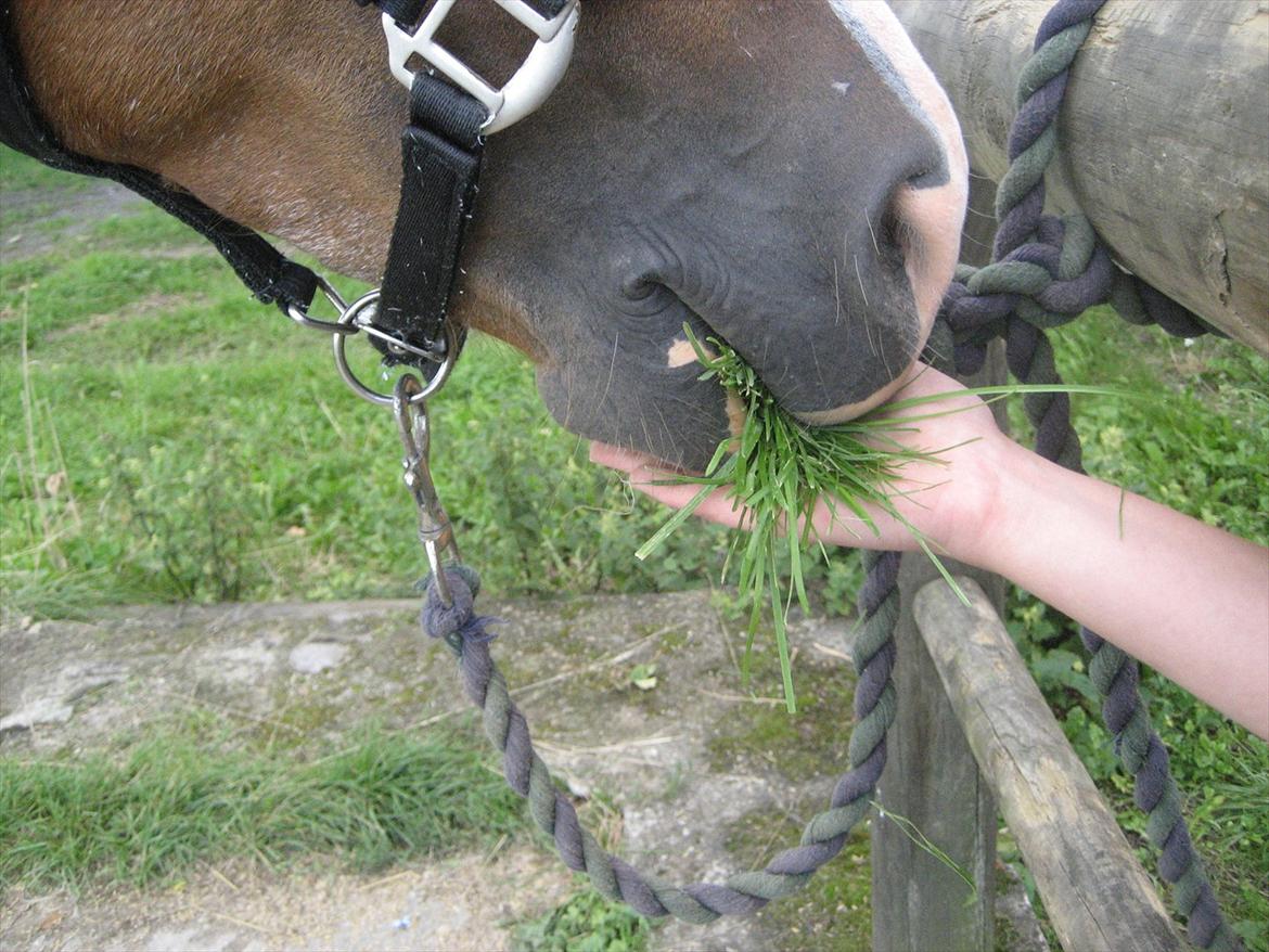 Hollandsk Sportspony Jupeter *SOLGT* billede 4