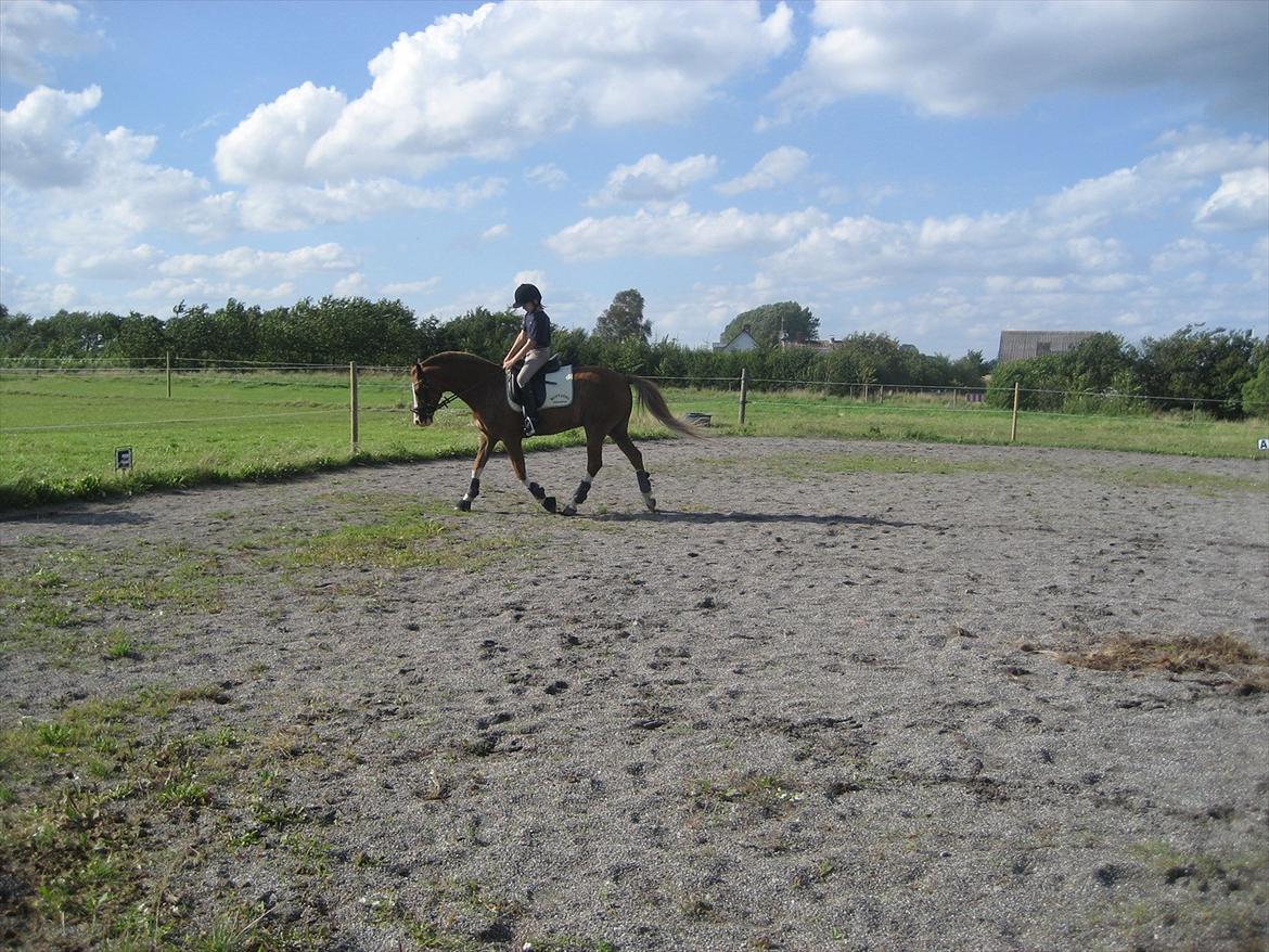 Hollandsk Sportspony Jupeter *SOLGT* billede 10