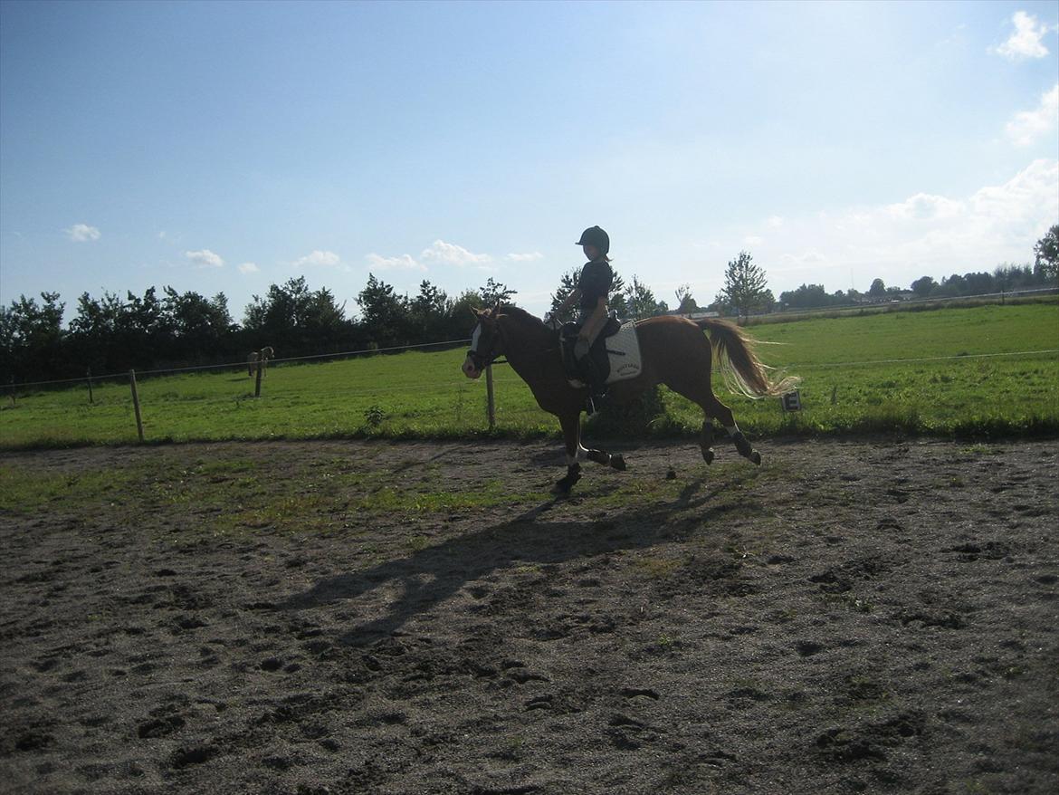 Hollandsk Sportspony Jupeter *SOLGT* billede 11