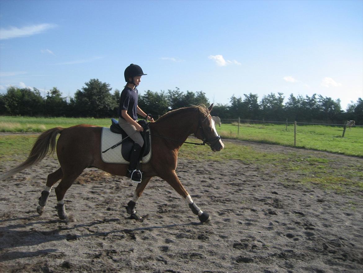 Hollandsk Sportspony Jupeter *SOLGT* billede 12