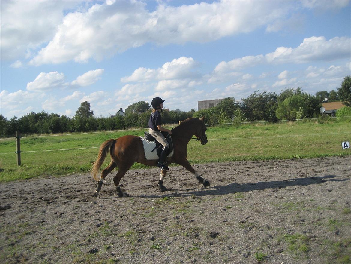 Hollandsk Sportspony Jupeter *SOLGT* billede 13