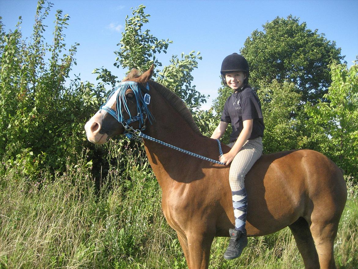 Hollandsk Sportspony Jupeter *SOLGT* - Jeg elsker dig skat<3 Foto: Neel billede 3