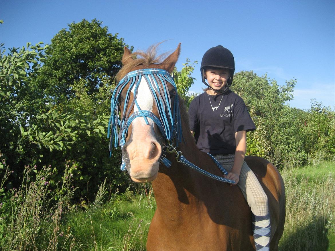 Hollandsk Sportspony Jupeter *SOLGT* billede 14