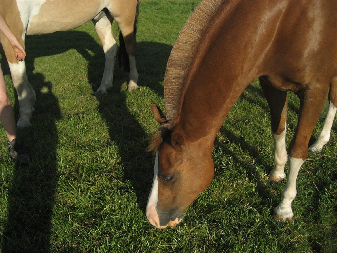 Hollandsk Sportspony Jupeter *SOLGT* billede 15