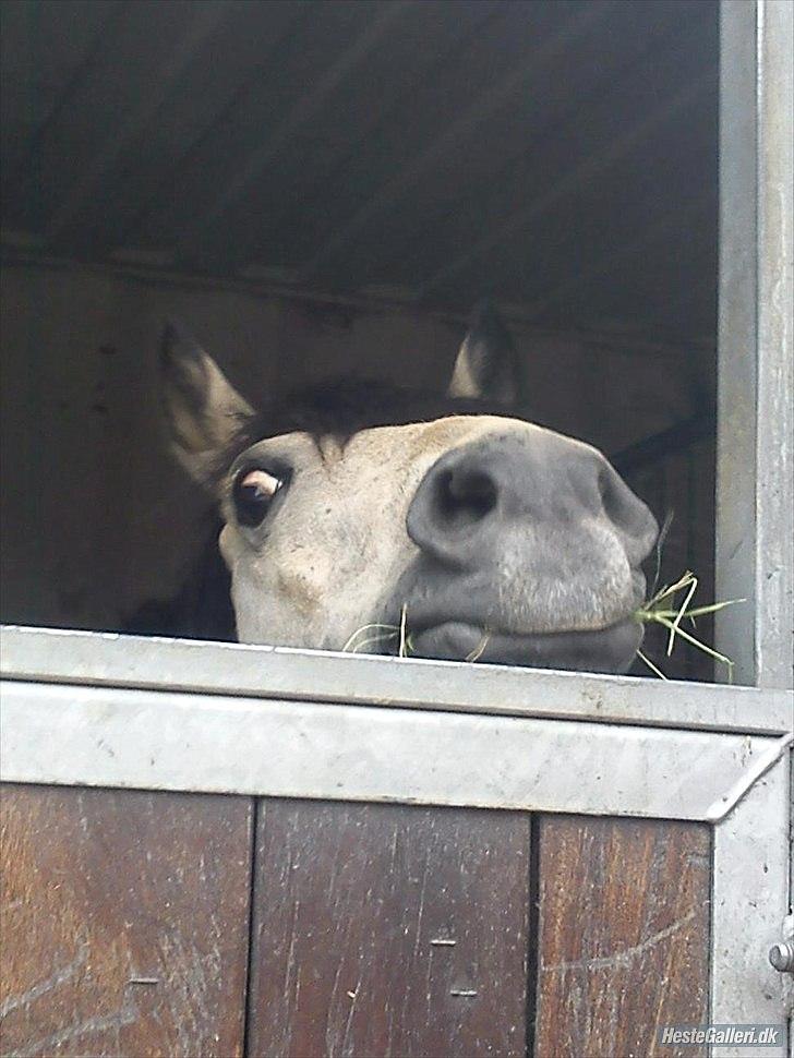 Welsh Pony af Cob-type (sec C) rotterdams sheila - hvad billede 7
