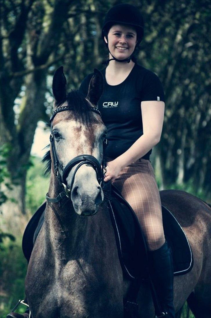 Sportsaraber (A) LOBERGS ARABIAN DACAPO - d. 28.07.2011  Fotograf Rikke Rysgaard billede 6