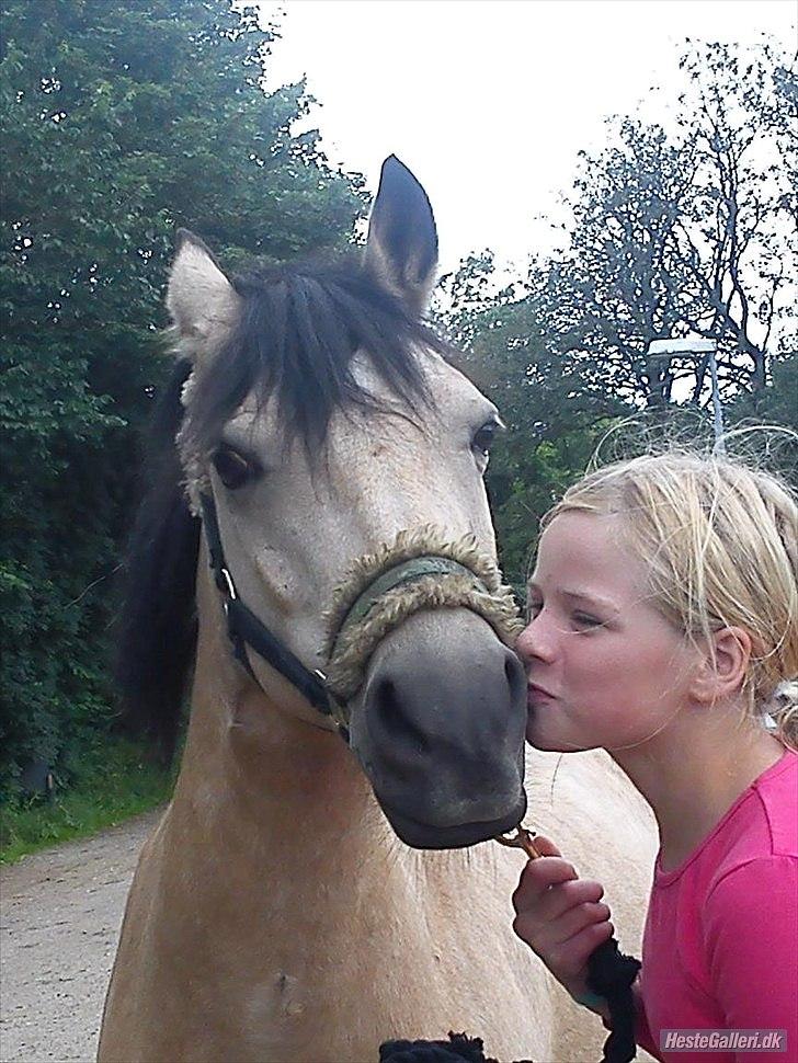 Welsh Pony af Cob-type (sec C) rotterdams sheila - hihi billede 9