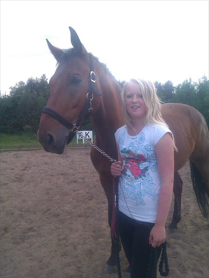 Dansk Varmblod Christianelunds Hector billede 9