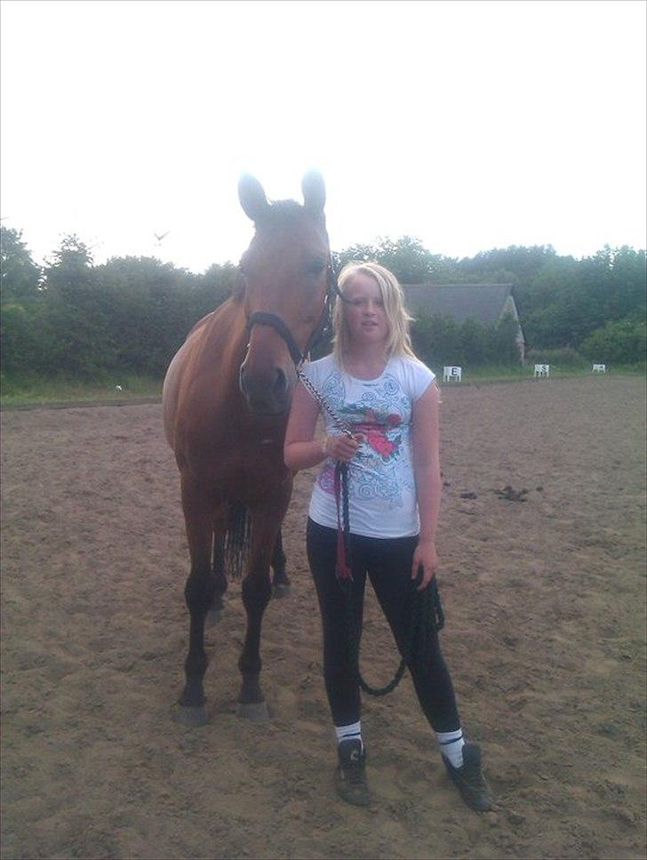 Dansk Varmblod Christianelunds Hector billede 10