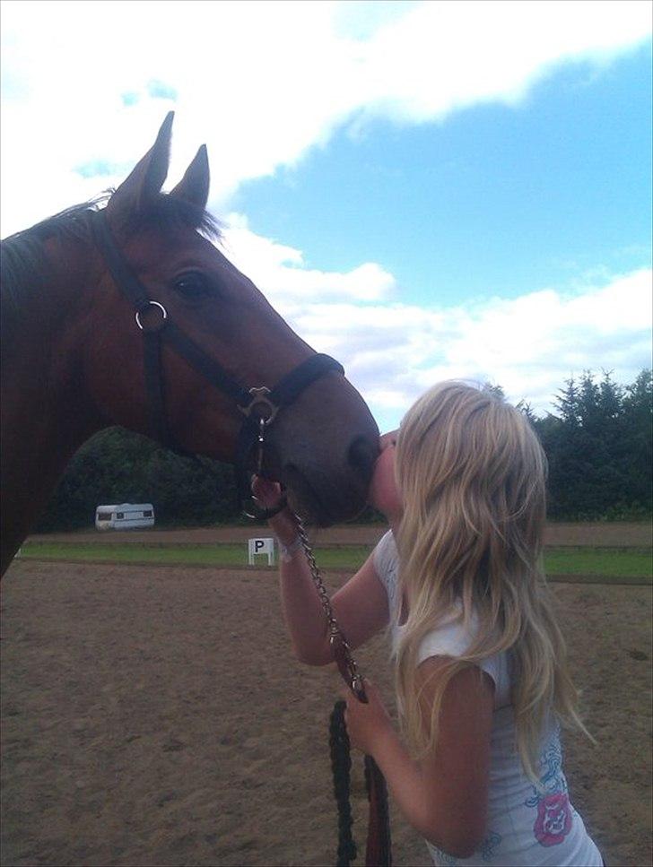 Dansk Varmblod Christianelunds Hector billede 1