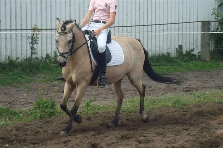 Welsh Pony af Cob-type (sec C) rotterdams sheila - <333 billede 10