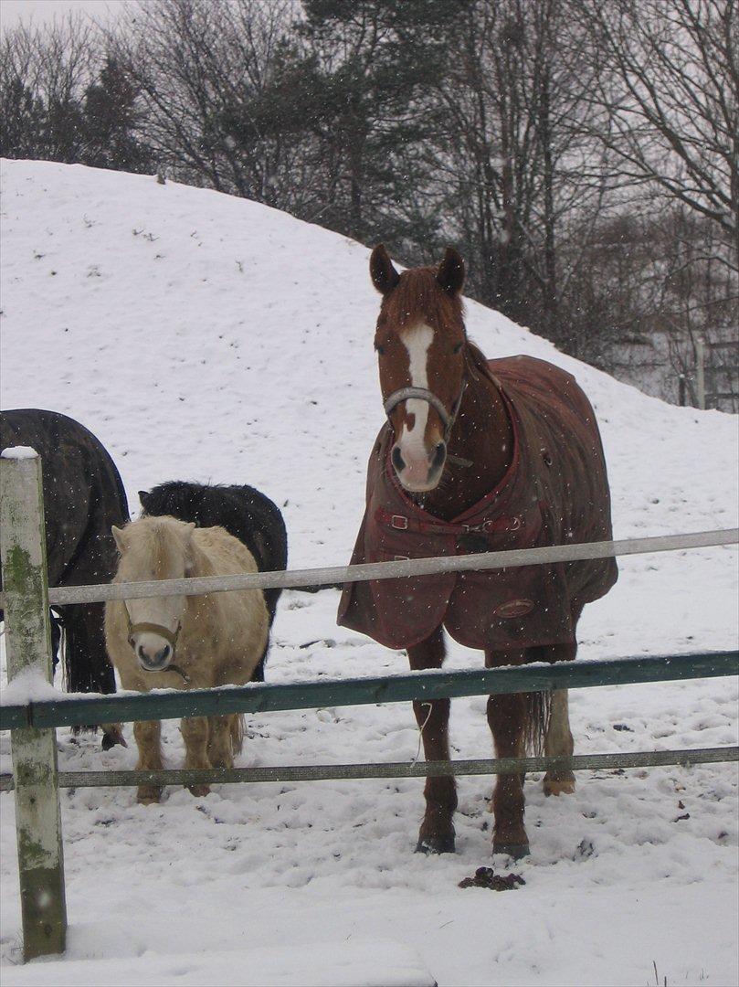 Anden særlig race WhiteSocks - Sokke en vinter (:
 billede 16